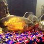freshwater fish - astronotus ocellatus - red oscar stocking in 250 gallons tank - Rusty, Ozzie & Camo