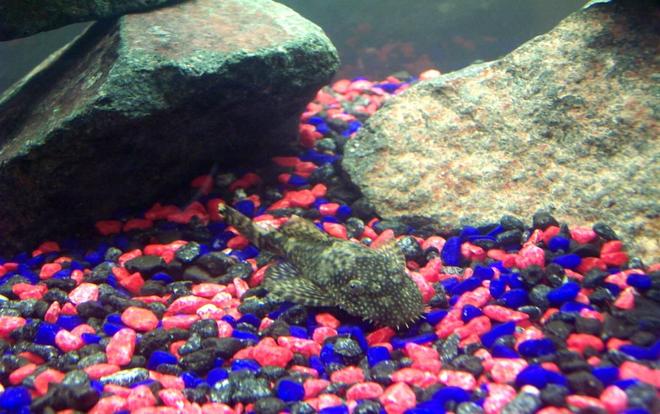 freshwater fish stocking in 250 gallons tank - Lola