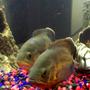 freshwater fish - astronotus ocellatus - red oscar stocking in 250 gallons tank - Ozzie, Rusty Camo 2