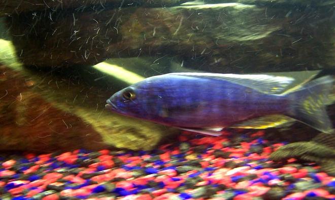 freshwater fish - pseudotropheus acei - acei cichlid stocking in 250 gallons tank - Bully- not a very good photo i know, but he's so quick i find it hard to take even a bad photo of him!!