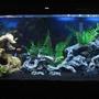 55 gallons freshwater fish tank (mostly fish and non-living decorations) - 55 gallon after switching to black Tahitian Moon sand
