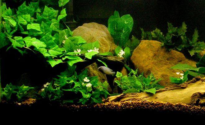 29 gallons freshwater fish tank (mostly fish and non-living decorations) - Caves