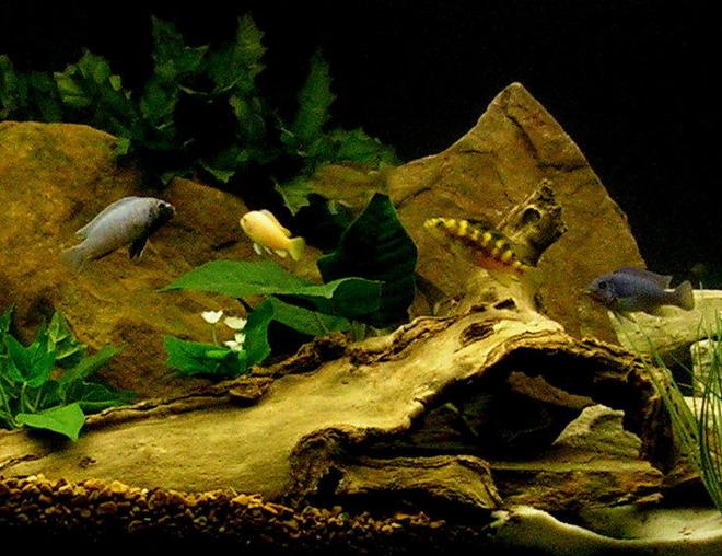 freshwater fish - pseudotropheus crabro - bumblebee cichlid stocking in 29 gallons tank - African cichlids