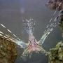 saltwater fish - pterois russelli - russell's lionfish stocking in 30 gallons tank - Juvenile Red Lionfish