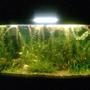 50 gallons planted tank (mostly live plants and fish) - My aquarium at 2months old
