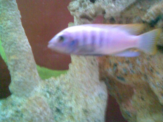 freshwater fish - cynotilapia afra - afra cichlid stocking in 150 gallons tank - Thats bad Ass my other fav