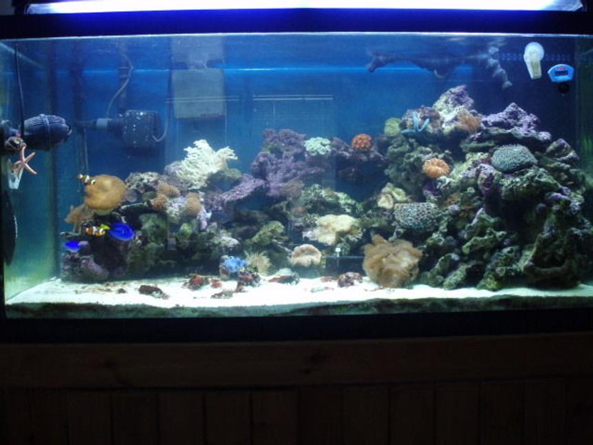 Rated #113: 90 Gallons Reef Tank - updated pic of tank- lots of new corals and critters