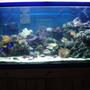 90 gallons reef tank (mostly live coral and fish) - updated pic of tank- lots of new corals and critters