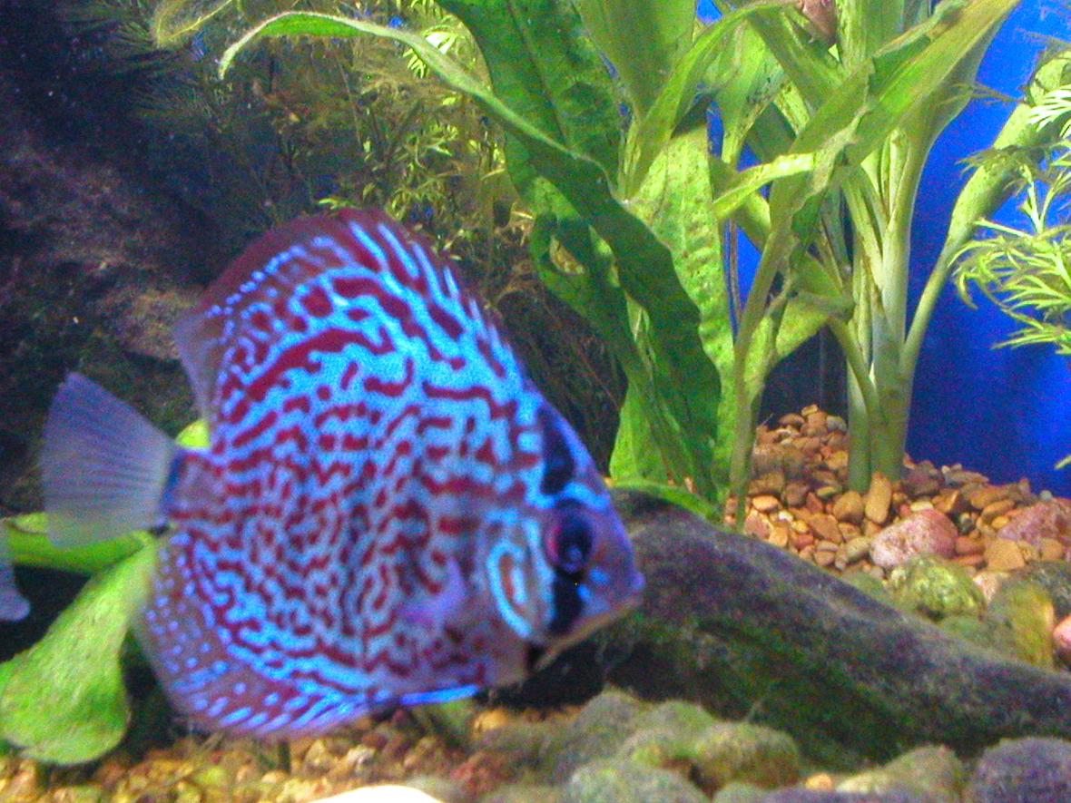 freshwater fish - symphysodon spp. - red turquoise discus stocking in 75 gallons tank - A spotted Discus