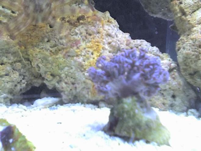 corals inverts - anthelia sp. - waving hand - blue stocking in 5 gallons tank - Xenia!!!!!!!!!!!