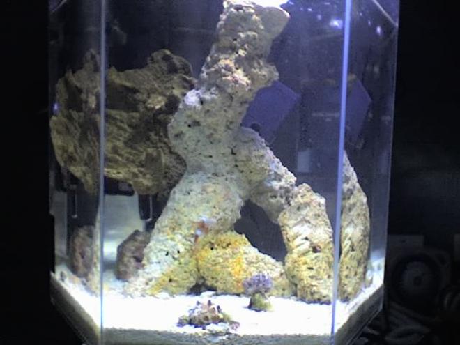5 gallons reef tank (mostly live coral and fish) - THe Impossible 5 Gallon Tank

6 MOnths And Hundreds Of $$$$$$ Later 

All Worth IT!!!!!!!!!!!!!!!!!!!!!!!