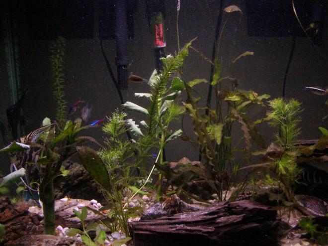 125 gallons planted tank (mostly live plants and fish) - My 25gal. planted tank. I'm a begginer so gimme a break.