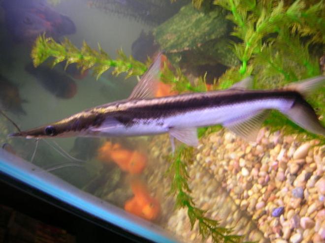 freshwater fish - sorubim lima - lima shovel-nosed cat stocking in 125 gallons tank - sorubim lima