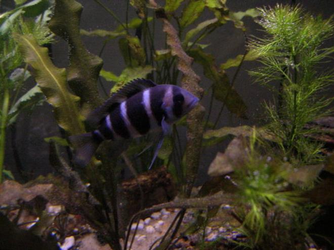 freshwater fish - cyphotilapia frontosa - frontosa cichlid stocking in 125 gallons tank - Frontosa chiclid