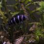 freshwater fish - cyphotilapia frontosa - frontosa cichlid stocking in 125 gallons tank - Frontosa chiclid