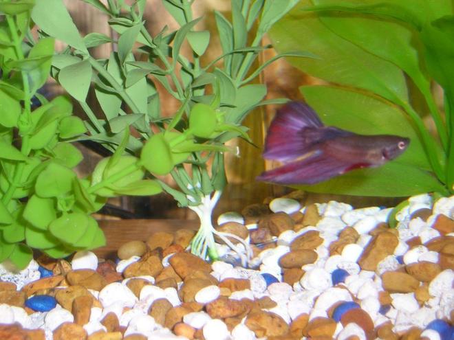 freshwater fish - betta splendens - super delta betta - Black/Red super delta betta