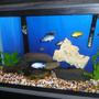 freshwater fish tank (mostly fish and non-living decorations) - This is my 30 gallon cichlid tank. It has 1 yellow lab, 1 red zebra, 1 albino, 1 cobalt, 1 Acei, 1 kenyi, 1 giraffe cichlid, 1 that I don't know the name of & the pleco won't be in there much longer