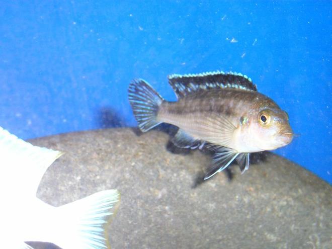 freshwater fish - melanochromis johannii - johanni cichlid - I don't know what kind of cichlid this one is. If you know what kind it is, please let me know.