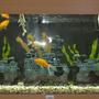40 gallons freshwater fish tank (mostly fish and non-living decorations) - My Juwel Rio 180.