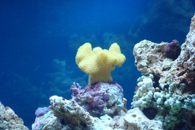 corals inverts - sarcophyton elegans - yellow fiji leather coral stocking in 75 gallons tank - Fiji Yellow Ruffled Toadstool Leather Coral