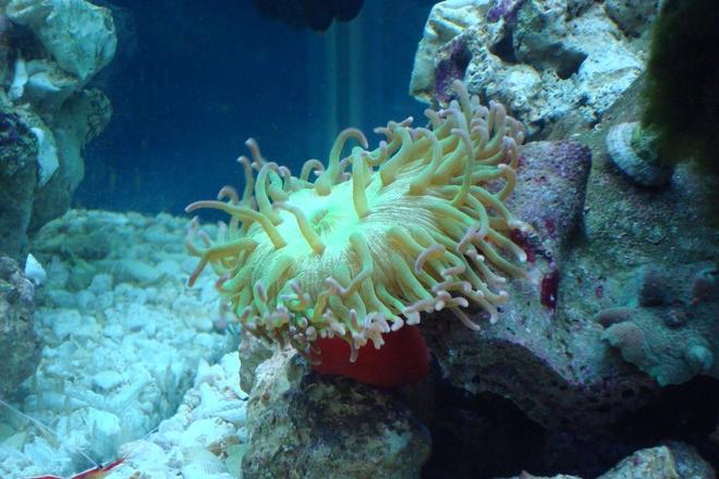 corals inverts - macrodactyla doreensis - long tentacle anemone stocking in 75 gallons tank - This is what we were told to be a Long Tentacle Anemone. I have been unable to find any photos that look anythink like this one and therefore, no further information. If you have any info PLEASE let us know! It is mostly a neon green with pink tips.
