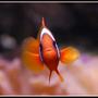 saltwater fish - amphiprion frenatus - tomato clownfish stocking in 125 gallons tank - Tomato Clown