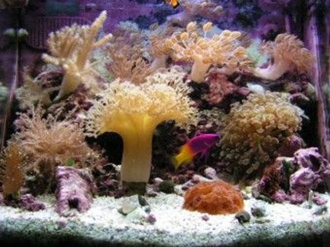 12 gallons reef tank (mostly live coral and fish) - Alivia's 12 gl nano