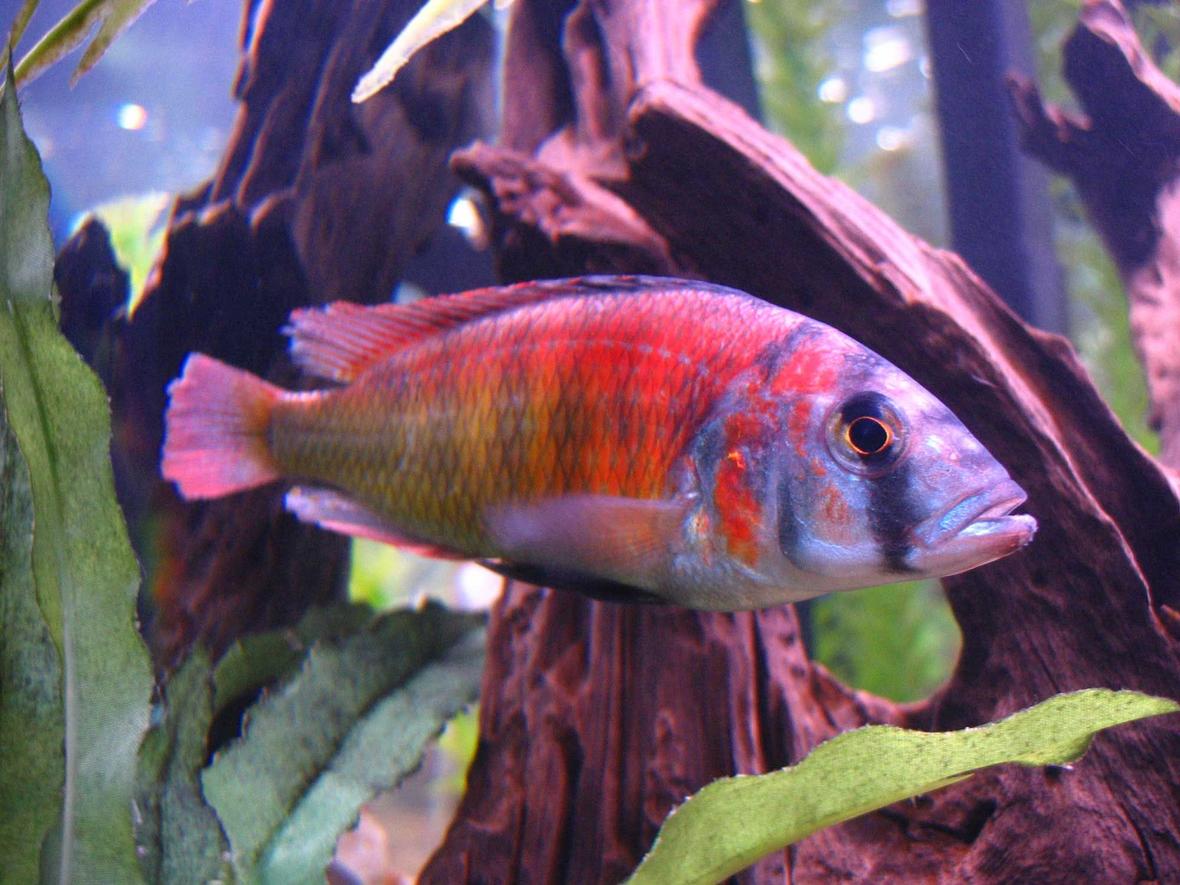 freshwater fish - pundamilia nyererei - nyererei hap stocking in 125 gallons tank - colorful & healthy