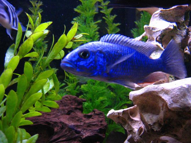 freshwater fish - sciaenochromis fryeri - electric blue hap stocking in 125 gallons tank - Beautiful Blue
