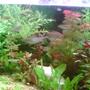 fish tank picture - view add1