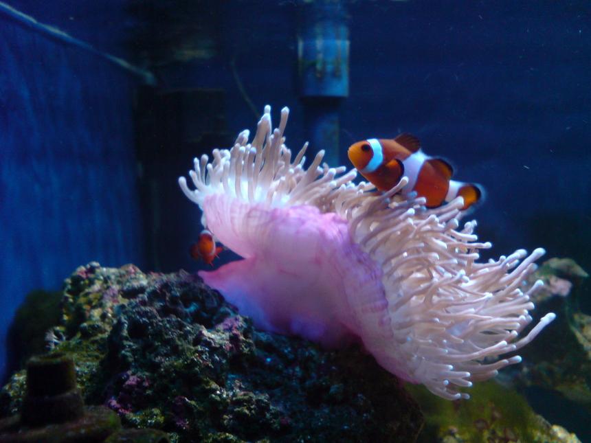 Rated #47: Saltwater Fish - Amphiprion Ocellaris - Ocellaris Clownfish Stocking In 63 Gallons Tank - these are my 2 clowns loving there home