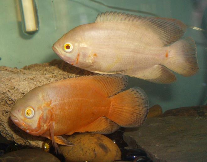 freshwater fish - astronotus ocellatus - albino oscar stocking in 30 gallons tank - this is my lemon and lutino oscars