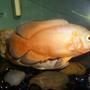 freshwater fish - astronotus ocellatus - albino oscar stocking in 30 gallons tank - Lemon Oscar named Citron.