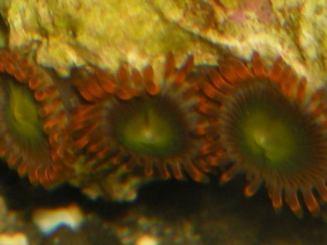 corals inverts - zoanthus sp. - flame polyps stocking in 125 gallons tank - zoos