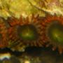 corals inverts - zoanthus sp. - flame polyps stocking in 125 gallons tank - zoos