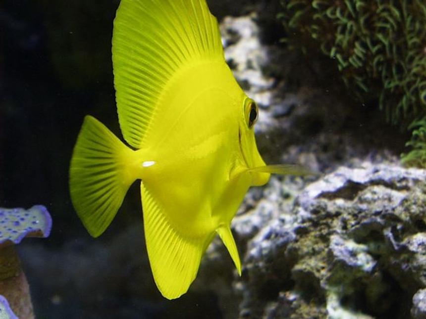 Rated #45: Saltwater Fish - Zebrasoma Flavescens - Yellow Tang - Hawaii Stocking In 125 Gallons Tank - my yellow tang