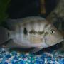 freshwater fish - archocentrus nigrofasciatus - black convict cichlid stocking in 75 gallons tank - convict