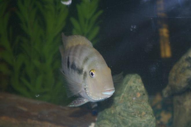 freshwater fish - archocentrus nigrofasciatus - black convict cichlid stocking in 75 gallons tank - Convict