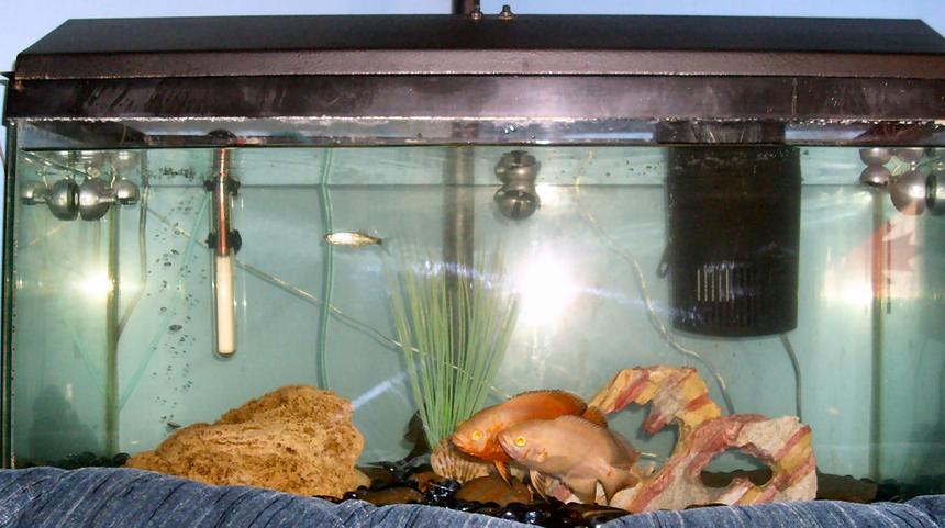 Rated #4186: 30 Gallons Freshwater Fish Tank - 2 oscars, 1 danio and a pleco in the 20 gallon, with a tuffa rock, marbles , a piece of slate, and a fake rock and plant. Right behind the couch, and a excellent place to watch them from. These 2 could be a breeding pair!!