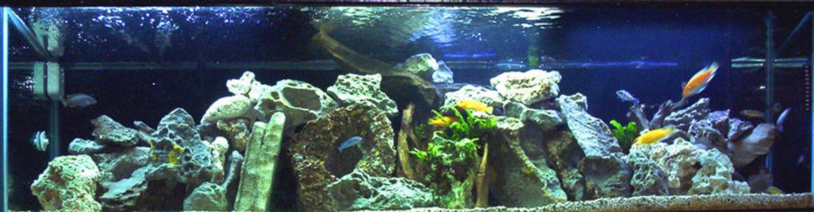 120 gallons freshwater fish tank (mostly fish and non-living decorations) - This is my 120 Gallon African Cichlid tank. It has been in place about 5 years. It was once of the first tanks we had... now it is one of six that we have... can you say addicted? By the way, the rating hint made in the rocks at left center was completely unintentional...
