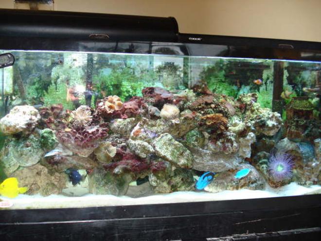 55 gallons reef tank (mostly live coral and fish) - My lovely 55 Gal tank