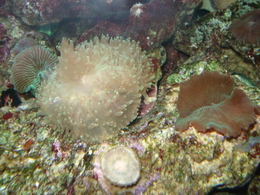 Rated #67: Corals Inverts - Rhodactis Indosinensis - Hairy Mushroom Stocking In 55 Gallons Tank - My elegant hairy mushroom