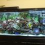 55 gallons reef tank (mostly live coral and fish) - My 55 Gal Tank