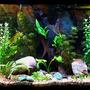 46 gallons planted tank (mostly live plants and fish) - My Tank