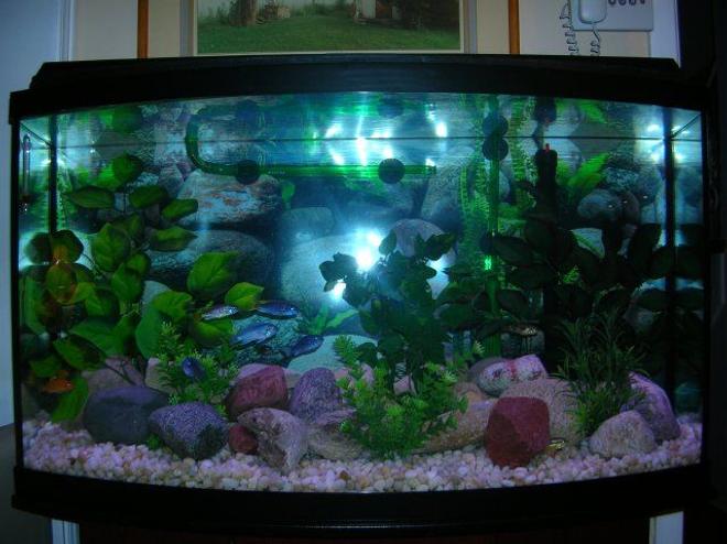 46 gallons freshwater fish tank (mostly fish and non-living decorations) - African Cichlid Tank
Electric yellows, powder blues, aurutus, cherry zebras, purple aceis and yellow blaze.