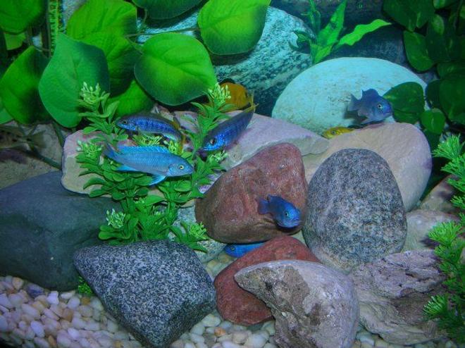 freshwater fish - maylandia callainos - blue cobalt cichlid stocking in 46 gallons tank - Some of my African Cichlids