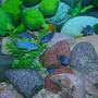 freshwater fish - maylandia callainos - blue cobalt cichlid stocking in 46 gallons tank - Some of my African Cichlids