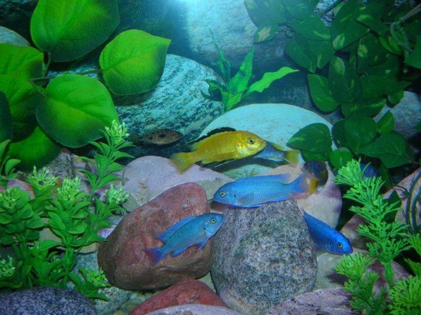 Rated #1079: Freshwater Fish - Labidochromis Caeruleus - Electric Yellow Cichlid Stocking In 46 Gallons Tank - Some of my African Cichlids