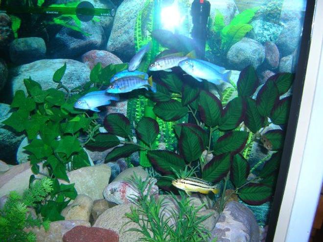 freshwater fish - aulonocara nyassae - blue peacock cichlid stocking in 46 gallons tank - African Cichlids