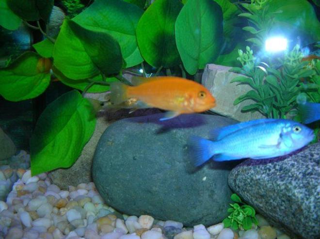 freshwater fish - pseudotropheus estherae - red zebra cichlid stocking in 46 gallons tank - African Cichlids